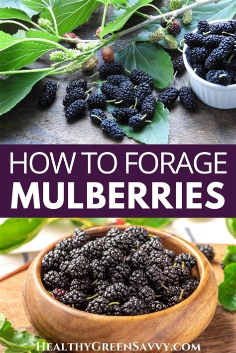 does anyone know why mulberry and kjech don't work for the  .